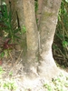 Enlarged, flared stem base.