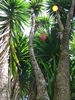 Woody-trunked yucca with tuft of lanceolate leaves