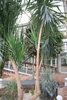 Woody-trunked yucca with tuft of lanceolate leaves