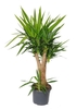 Potted plant, as sold in nurseries, with many head of leaves