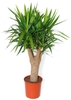Potted plant, as sold in nurseries, with many head of leaves