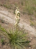 Rosette of spiky leaves with terminal raceme of white flowers.