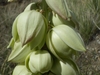 Close-up of the white, waxy flowers that face downward.
