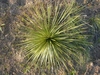 Rosette of narrow, slightly glaucous, pointed leaves.