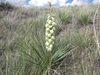 Rosette of spiky leaves with terminal raceme of white flowers.