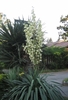 Rosette with lax leaves & erect panicle of white waxy flowers