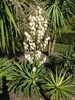 Rosette with stiff leaves & erect panicle of white waxy flowers