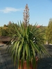 Potted rosette with lax leaves & erect panicle of flower buds.