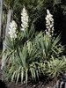 Rosettes with lax leaves & erect panicles of white waxy flowers