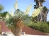 Terminal, dense panicles of waxy, white flowers.