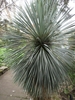 Spherical tuft of silvery blue, narrow leaves.