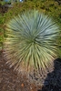 Spherical tuft of silvery blue, narrow leaves.