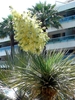 Terminal, dense panicle of waxy, white flowers.