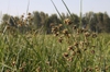 Scirpus lacustris