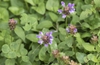 Prunella vulgaris