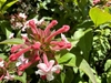 Clusters of pink buds and white trumpet-shaped flowers