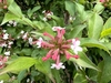Clusters of pink buds and white trumpet-shaped flowers