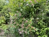 Clusters of pink buds and white trumpet-shaped flowers