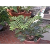 Potted plant with cluster of stiff, fern-like, pinnate leaves.