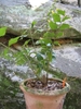 Potted plant with cluster of fern-like, pinnate leaves.