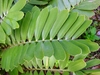 Pinnate leaf with stiff, broad leaflets.