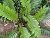 Plant with cluster of stiff, fern-like, pinnate leaves.