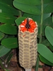 Cone with tip broken off to reveal bright red, large seeds.