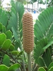 Female cone