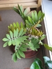 Potted plant with cluster of stiff, fern-like, pinnate leaves.
