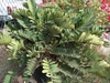 Cluster of stiff, fern-like, pinnate leaves.
