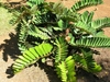 small plant with stiff, broad leaflets.