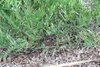 Mass of pinnate leaves emerging from ground level