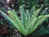 Rosette plant with fern like leaves.