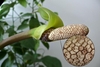 Spathe & spadix. Inset shows magnified spadix & tiny flowers.