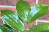 Close-up of shiny broad leaflets.