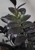 New leaves emerge lime green and darken as they age.