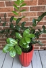 Potted plant with shiny, pinnate leaves like a Zamia cycad.