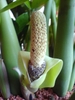 Spathe & spadix on a short stalk among the petiole bases.