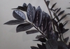 Shiny, pinnate, dark green almost black leaves.