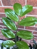 Pinnate leaf with shiny, broad leaflets.