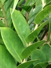 Close-up of midsection of pinnate leaf showing leaflets.