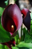 Zantedeschia