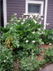 Large, arrow-shaped leaves & white spathes borne above leaves
