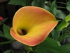 Zantedeschia