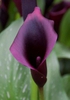 Zantedeschia