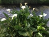 Arrow-shaped, unspotted leaves & white spathes on long stems.