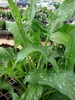 Arrow-shaped leaves with white speckles.