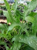 Zantedeschia albomaculata