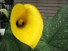 Zantedeschia pentlandii