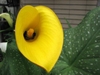 Close-up of yellow spathe with dark base & yellow spadix.